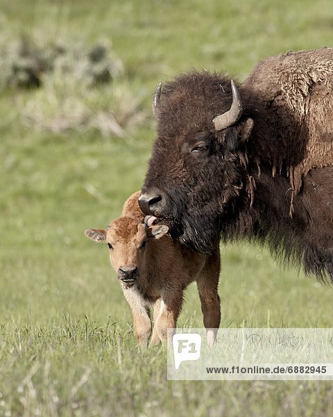 Vereinigte Staaten von Amerika  USA  Hausrind  Hausrinder  Kuh  Reinigung  Nordamerika  Yellowstone Nationalpark  Bison  Kalb  Kuh  Wyoming