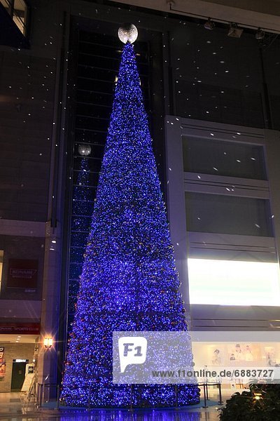 Weihnachtsbaum Tannenbaum Garten Kobe