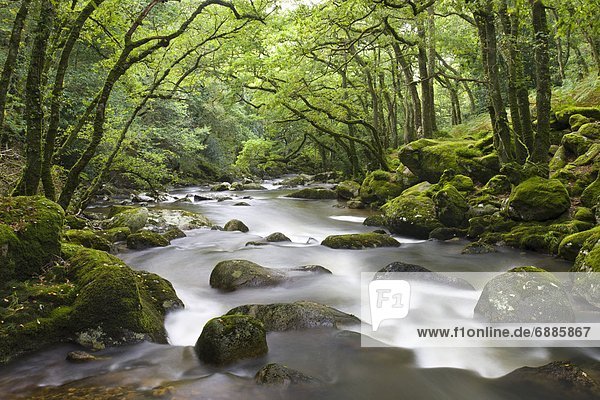 Nationalpark Europa Felsen Großbritannien fließen Fluss Holz Devon England