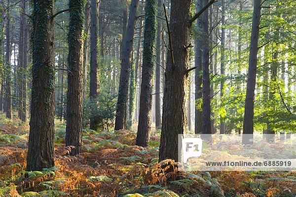 nahe Europa Morgen Großbritannien Dunst Holz Herbst Kiefer Pinus sylvestris Kiefern Föhren Pinie England Somerset