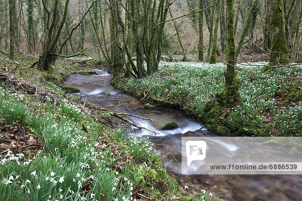 Europa Blume Großbritannien Holz Schneeflocke Schneeglöckchen England Somerset
