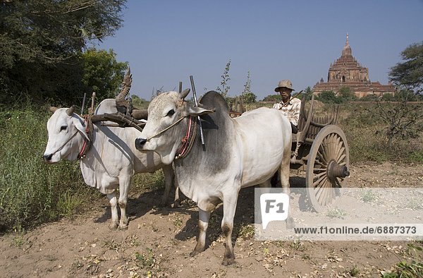 Man in ox cart  and Htilominlo Pahto in the background  Bagan (Pagan)  Myanmar (Burma)  Asia