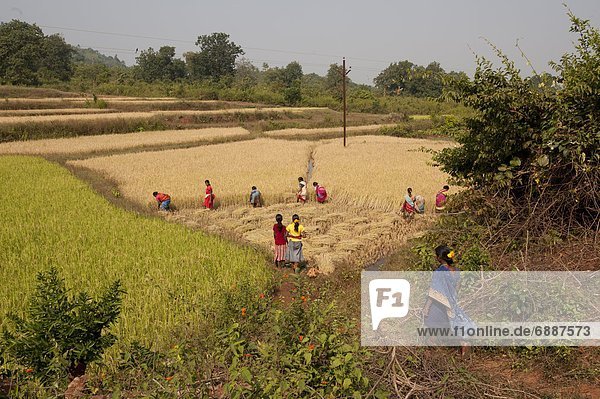 Frau  ernten  Nutzpflanze  Dorf  Reis  Reiskorn  Asien  Indien  Orissa