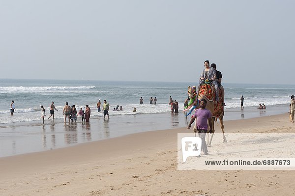 Indian holidaymakers on Puri beach  young family taking camel ride along the beach  Puri  Bay of Bengal  Orissa  India  Asia