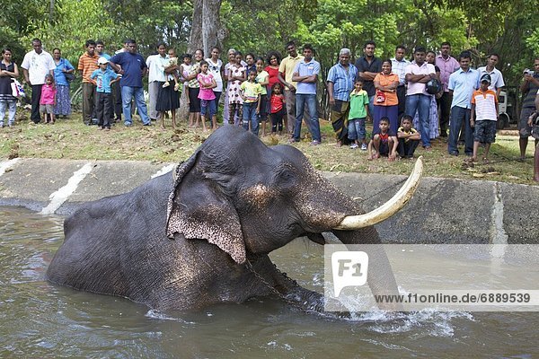 Captive Asiatic elephant (Elephas maximus maximus) in Colombo prior to the Perahera  Victoria Park  Colombo  Sri Lanka  Asia