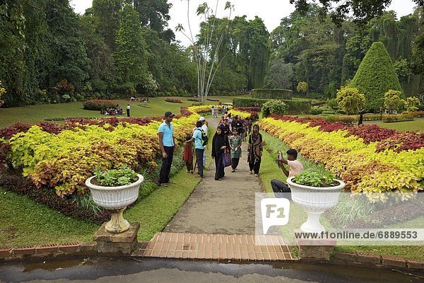 Visitors in the Royal Botanical Garden  Peradeniya  Kandy  Sri Lanka  Asia