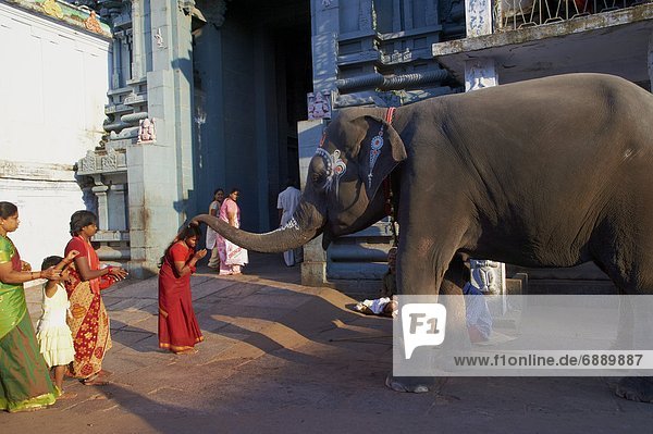 Elephant benediction  Kamakshi Amman  Kanchipuram  Tamil Nadu  India  Asia