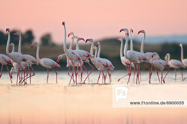 Große Flamingos (Phoenicopterus roseus)  Oristano  Sardinien
