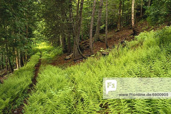 Ferns Along Woodland Shampers Bluff  New Brunswick Canada