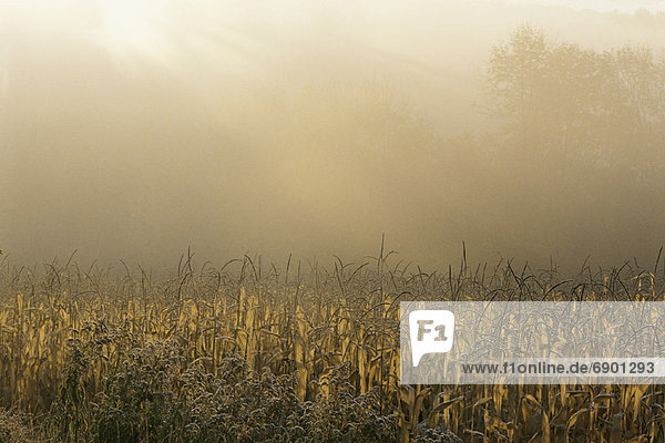 Vereinigte Staaten von Amerika USA Kornfeld Sonnenaufgang Nebel Hampshire neu