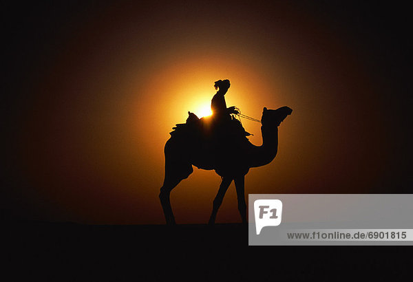 Mann  Sonnenuntergang  Silhouette  fahren  Kamel  Indien  Jaisalmer