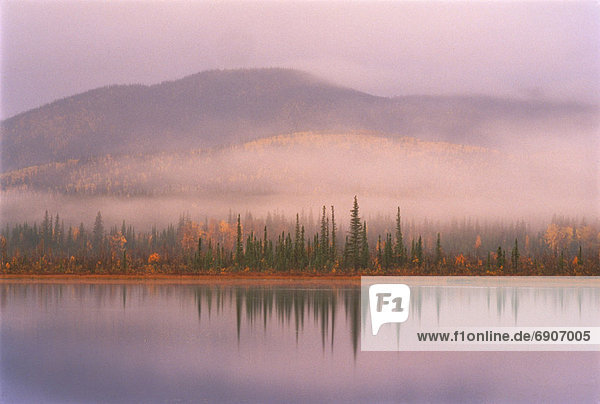 Vereinigte Staaten von Amerika  USA  Berg  Baum  über  Nebel  Flucht  Tetlin  Alaska  Alaska  Wildtier