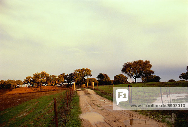 Dirt Road with Puddles through Field with Fence  Portugal
