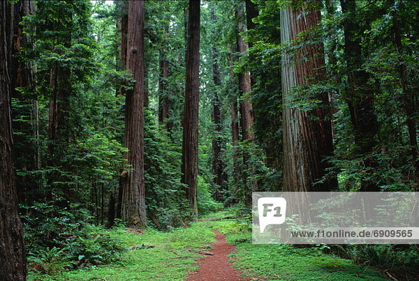 Vereinigte Staaten von Amerika  USA  Humboldt Redwoods State Park  Kalifornien