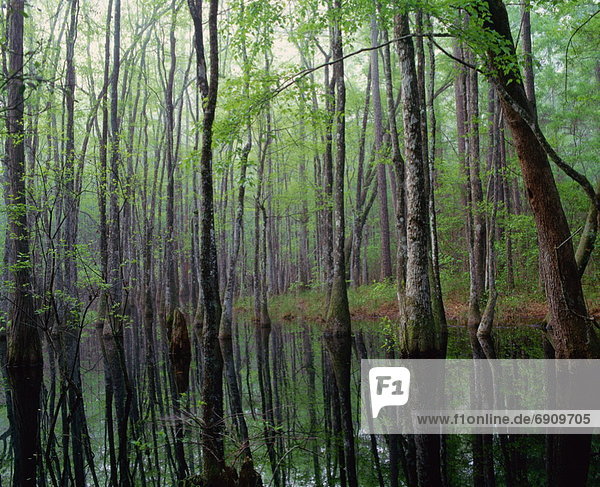 Gum Swamp  Apalachicola National Forest  Florida  USA