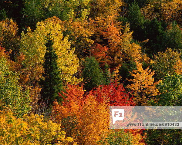 Herbst  Gatineau Park  Kanada  Quebec