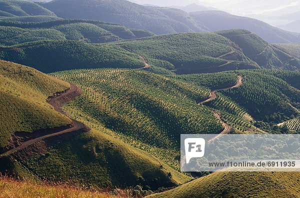 Südliches Afrika  Südafrika  Waldbau