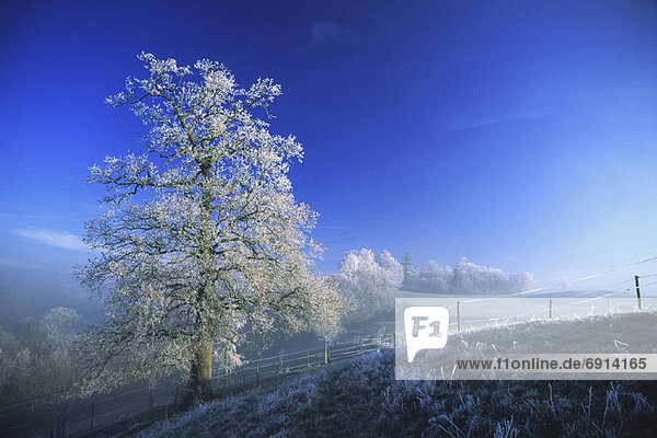Morgen  Baum  Nebel  Frost  Bayern  Deutschland