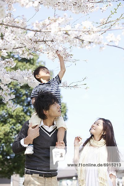 Family of Three Below Cherry Blossom Tree
