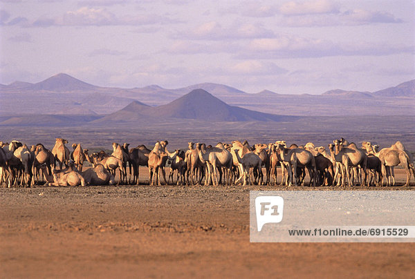 Wüste  Kamel  Kenia  Zug