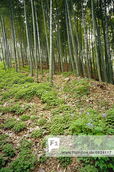 Bambus  China