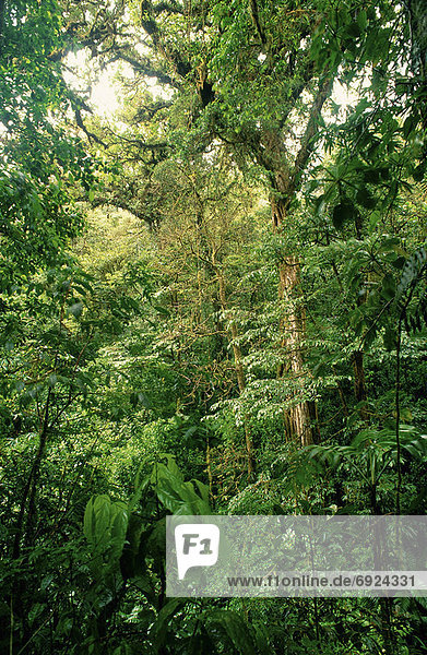 Costa Rica  Regenwald