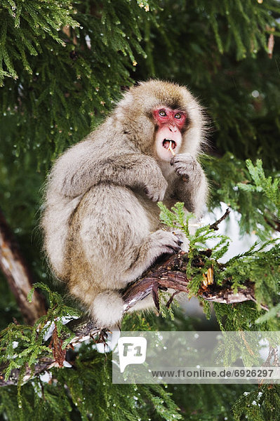 Japanese Macaque in Tree  Eating Twigs