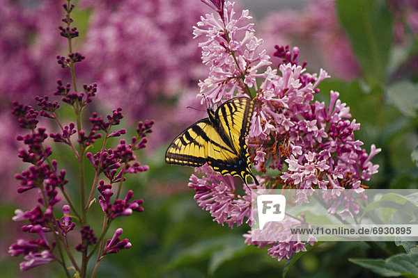 Fliederbusch  Flieder  Fliederbüsche  Schwalbenschwanz  Papilio machaon  Blüte  Schmetterling