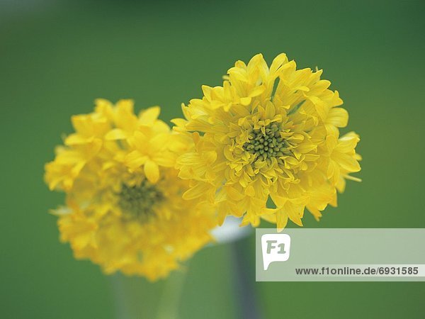 Close-up of yellow gaillardia flowers