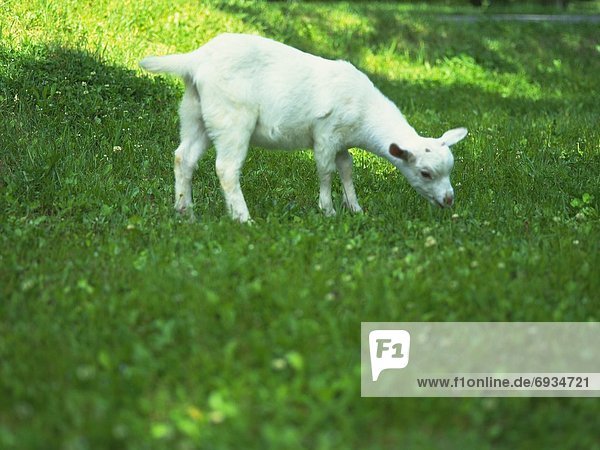 Goat Kid in Field