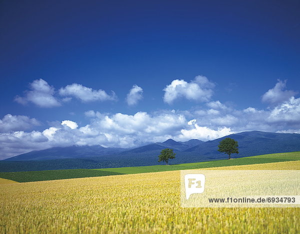 Wheat field  Hokkaido Prefecture  Japan