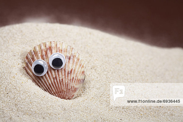 Shell with Googly Eyes