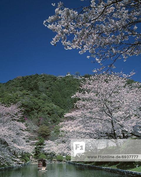 blühen Baum Kirsche Fluss Bank Kreditinstitut Banken Japan