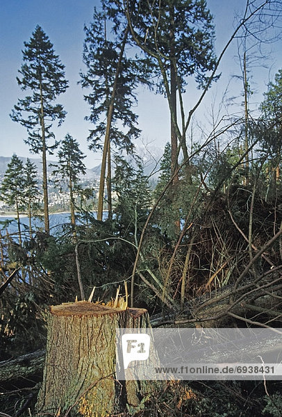 Baum  Wind  Vernichtung  British Columbia  Kanada  Vancouver