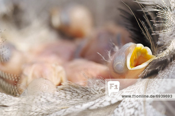 Lebensmittel  Baum  warten  Baby  Schwalbe