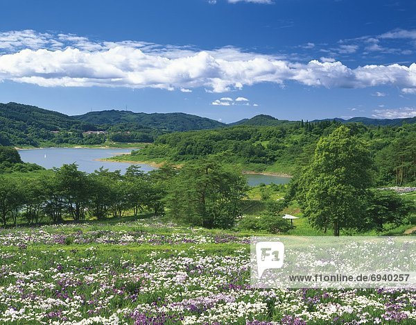 Spring Flowers  Iwate Prefecture  Japan.