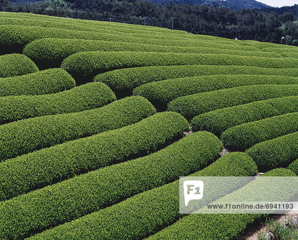 Tea plantation  Makinohara city  Shizuoka prefecture  Japan