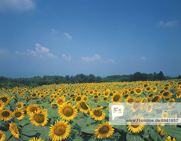 Field of sunflowers under blue sky  Yamanashi prefecture  Japan