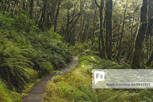 neuseeländische Südinsel  Neuseeland  Regenwald