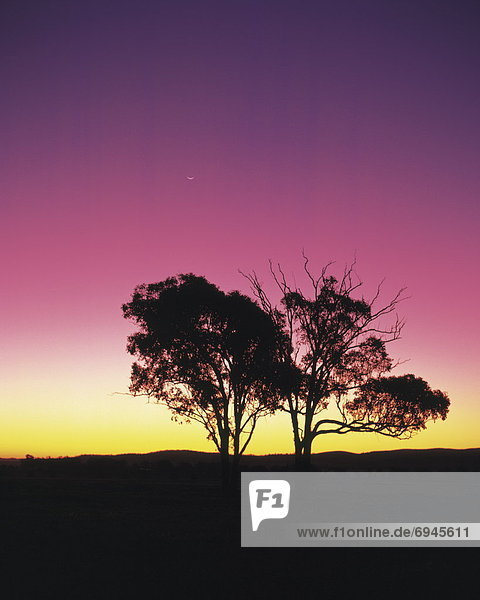 Sonnenuntergang  Baum  Silhouette  Himmel  lila  Australien