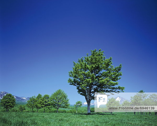 Baum  Feld  Japan