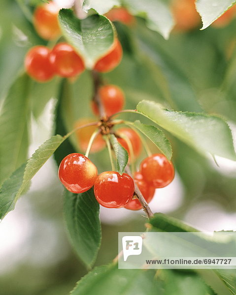 Close up of cherries