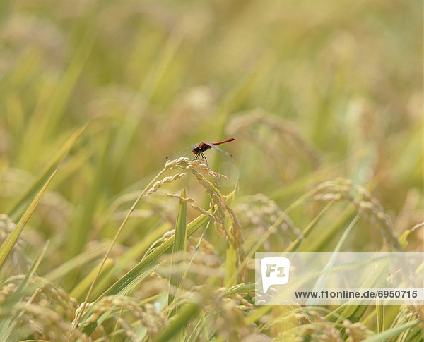 Feld  Reis  Reiskorn  rot  Libelle