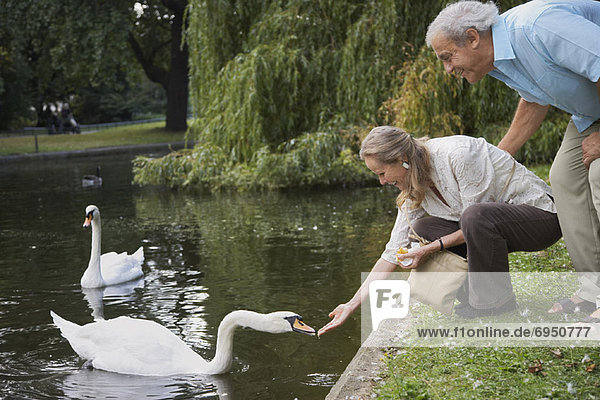 Couple Feeding Swans