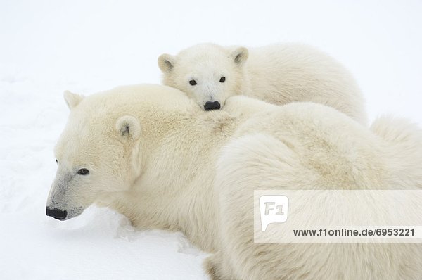 Polar Bears Huddled in Snow