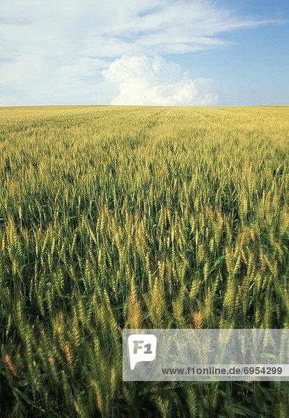 Wheat field  Alberta  Canada