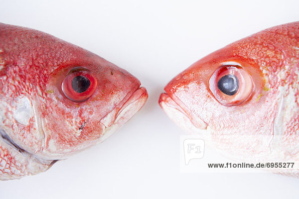 Red Snappers
