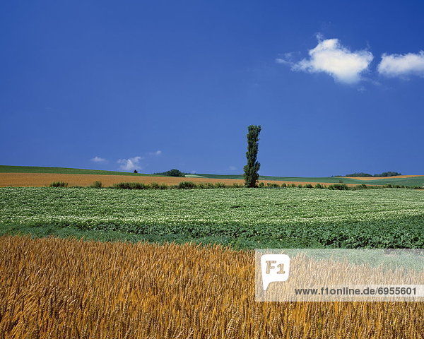 Farmland and a wheat field  Biei-Machi  Hokkaido  Japan