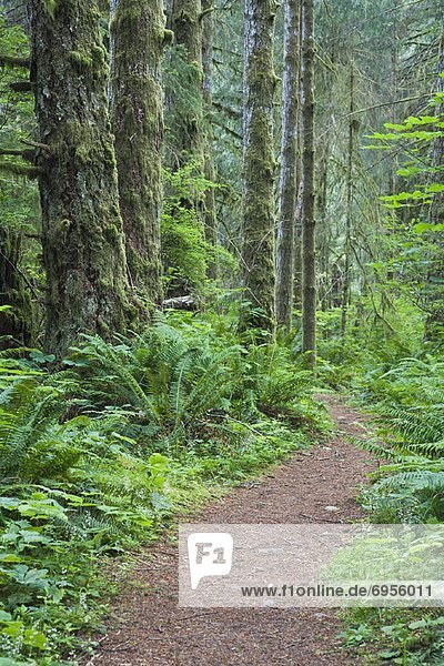 Path through Forest  Elk Falls Provincial Park  Vancouver Island  British Columbia  Canada