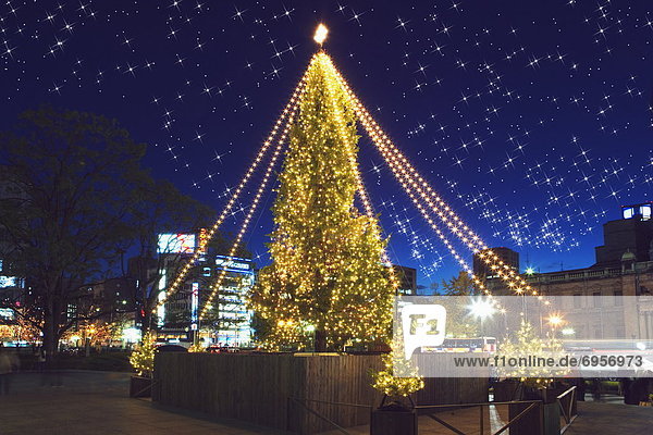 Illuminated Christmas trees  lens flare  long exposure  Osaka city  Osaka prefecture  Japan